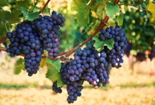 Mendoza en Buenos Aires ¿dónde está el viñedo escondido en microcentro?, la joya oculta de la Ciudad