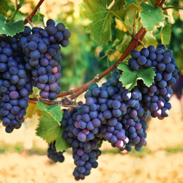 Mendoza en Buenos Aires ¿dónde está el viñedo escondido en microcentro?, la joya oculta de la Ciudad