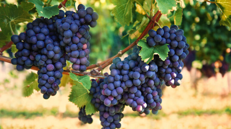 Mendoza en Buenos Aires ¿dónde está el viñedo escondido en microcentro?, la joya oculta de la Ciudad