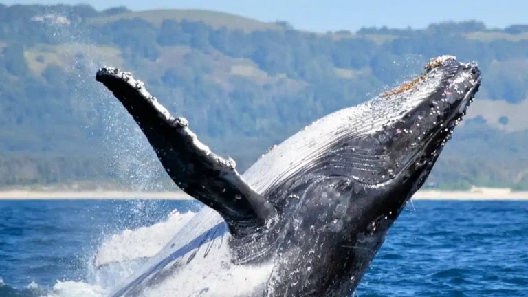 Puerto Madryn se prepara para recibir a sus visitantes más ilustres: las ballenas
