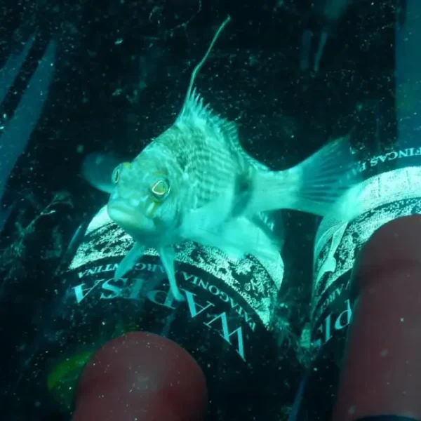 Las Grutas ofrece una experiencia única: buceo a una cava submarina de vinos