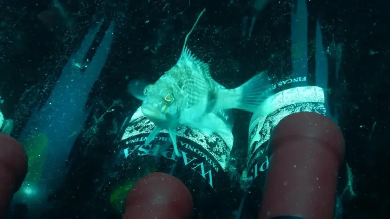 Las Grutas ofrece una experiencia única: buceo a una cava submarina de vinos